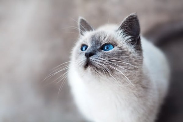 What Are the Key Diet Considerations for a Cat with Hyperthyroidism?