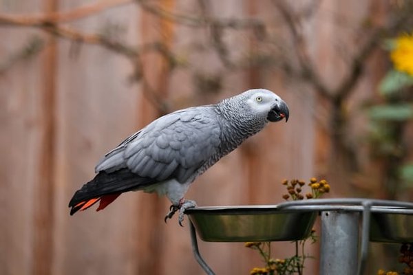 How to Choose the Right Type of Bird Feeder for an African Grey Parrot?